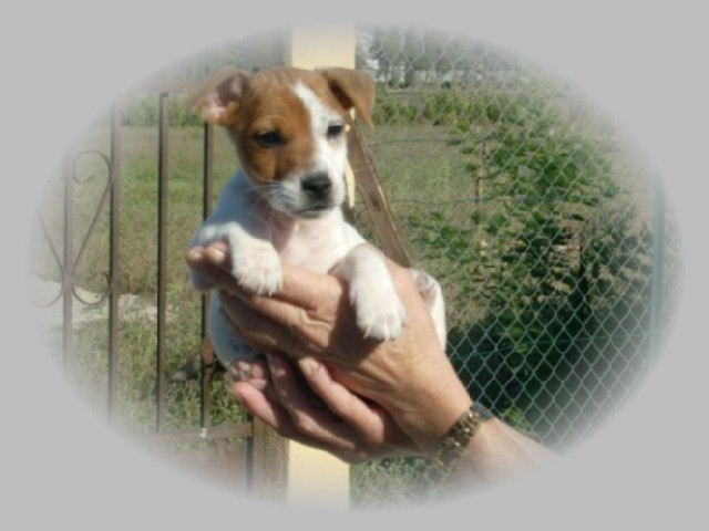 des Garrigues de la Nerthe - Jack Russell Terrier - Portée née le 23/07/2010