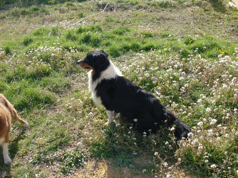 de l'Orée des charmois Anderson black tail