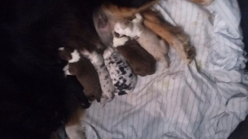 Chiot Berger Australien des Garrigues de la Nerthe